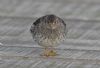 Purple Sandpiper at Southend Pier (Steve Arlow) (49351 bytes)